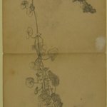 Foliage Study