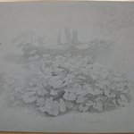Plant Study