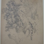 Tree Study
