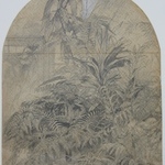 Ferns