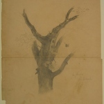 Study of Tree Trunk