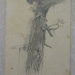 Tree Study