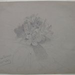 Flower Study
