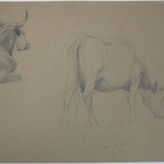 Study of Cows