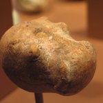 Mace Head in the Form of a Hippopotamus Head